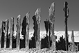 What Remains 23